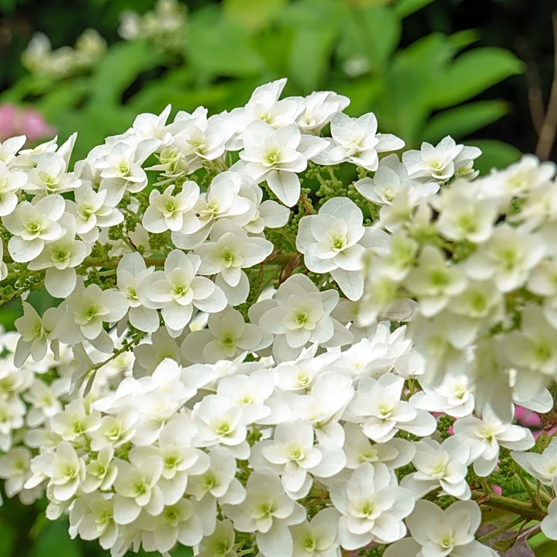 What To Do With Oakleaf Hydrangeas In August For More Blooms Next Season
