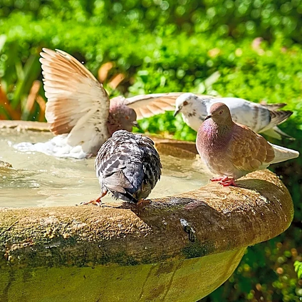 Goodbye Traditional Bird Baths — There's An Amazon Find For Your Backyard Table