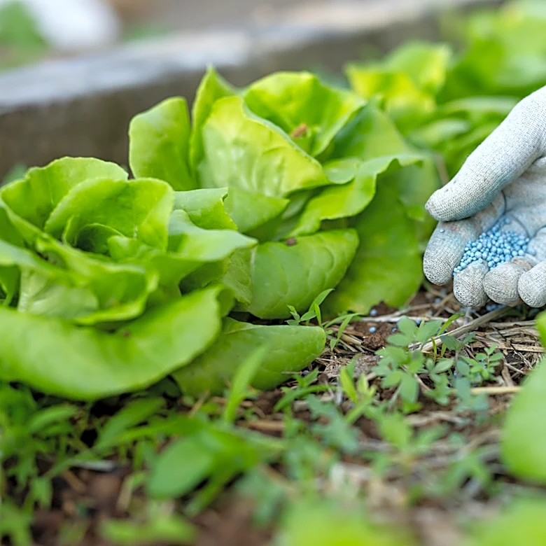 When To Apply Fertilizer To Grow Thriving Leafy Greens