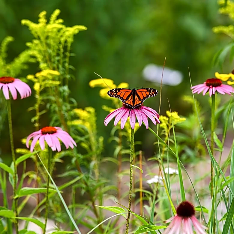 Not Milkweed Or Coneflower: The Yellow Sunny Annual Flower That Butterflies Love