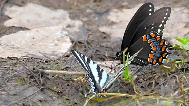 Not Milkweed: Plant This Bush With Berries And Flowers That Butterflies Love