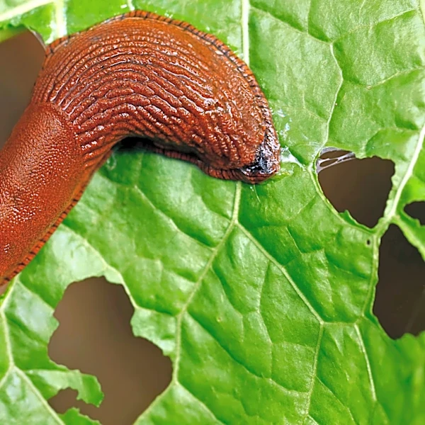 Skip The Coffee Grounds And Use This Spicy Kitchen Staple To Deter Slugs