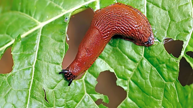 Skip The Coffee Grounds And Use This Spicy Kitchen Staple To Deter Slugs