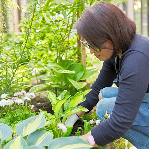Don't Let This Pretty Pairing Fool You: The Companion Plant For Hostas That Can Lead To Disease