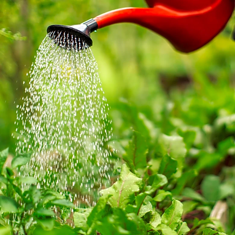 How To Use A Plastic Bottle To Keep Tomatoes Hydrated In The Heat