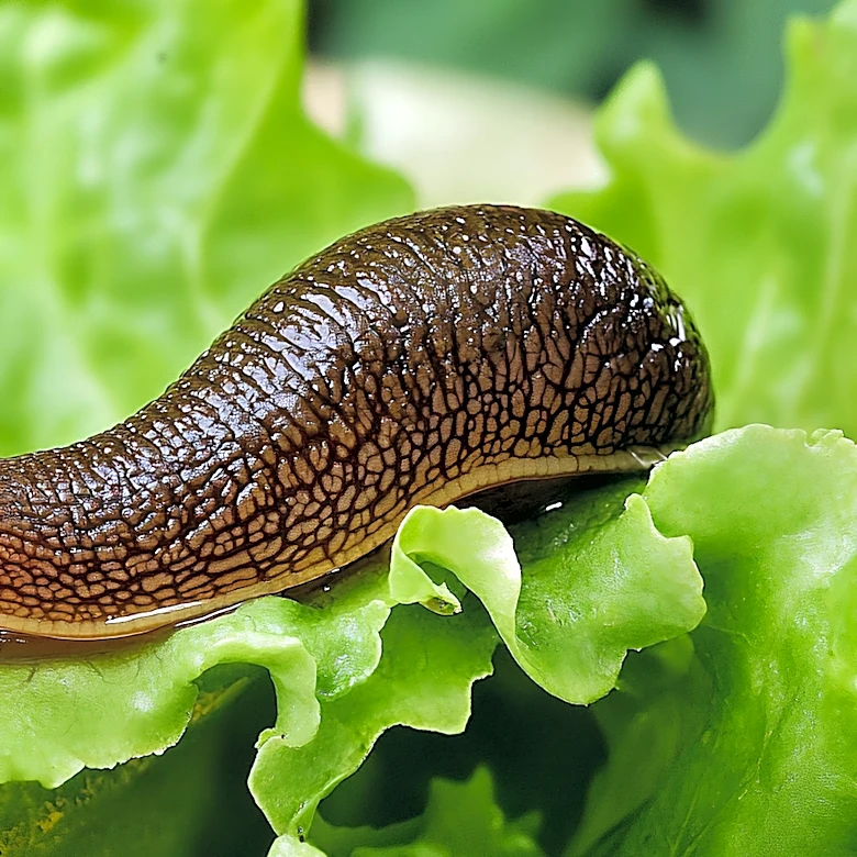 Popular Flowers That Slugs Won't Touch