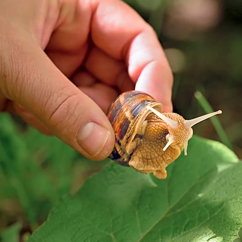 Before You Try Copper, Use This Bathroom Staple To Deter Snails In The Garden