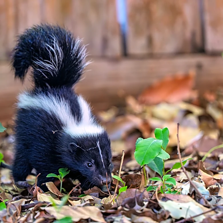 Not Coffee Grounds: The Odor Control Staple That'll Deter Skunks From Your Yard