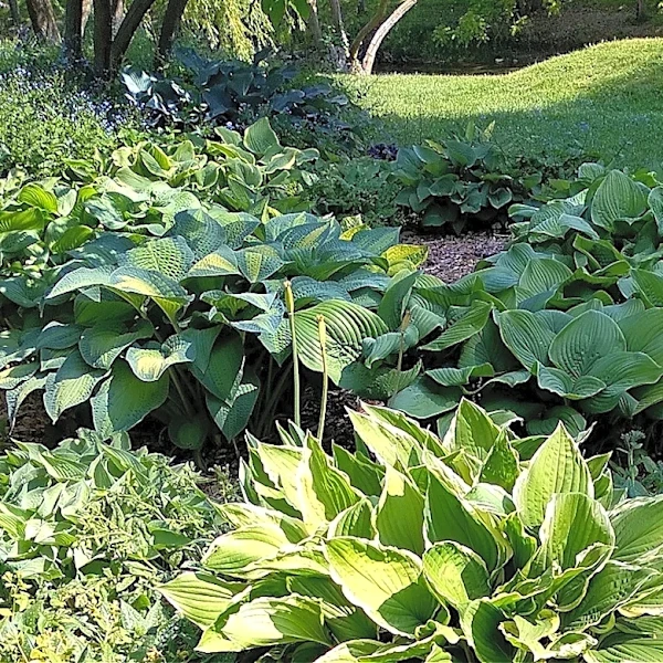Not Hostas, Not Impatiens: The True Blue Perennial To Grow In Your Shaded Flower Beds