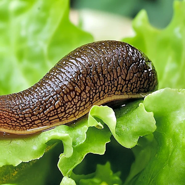 Are Slugs Poisonous? (It's Not Why They're A Hazard)