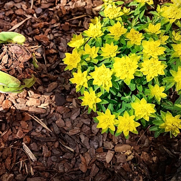 13 Of The Biggest Wastes Of Money You Can Spend On Your Garden