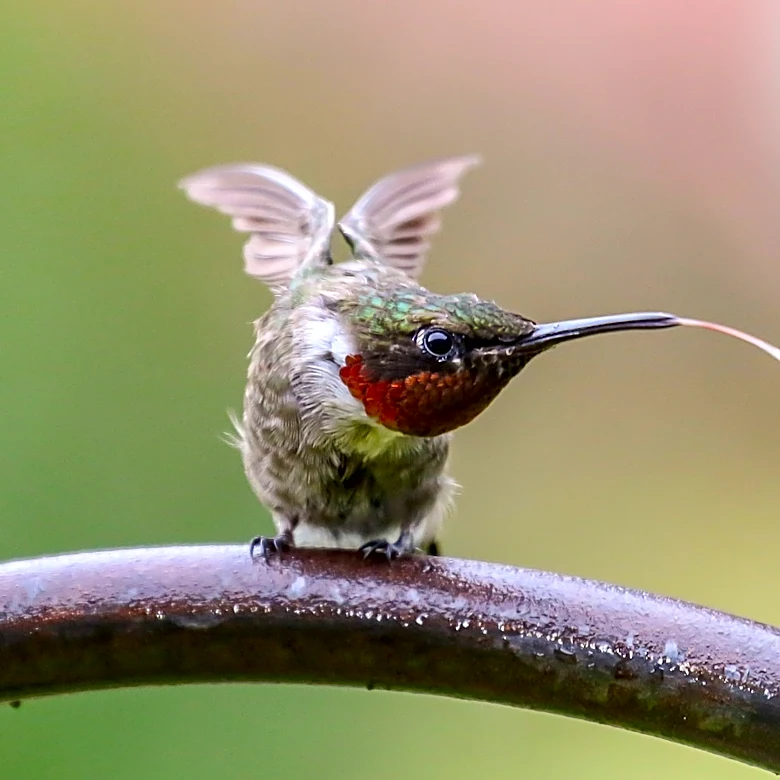 This Easy-To-Grow Vine With Stunning Yellow Flowers That Hummingbirds Can't Resist