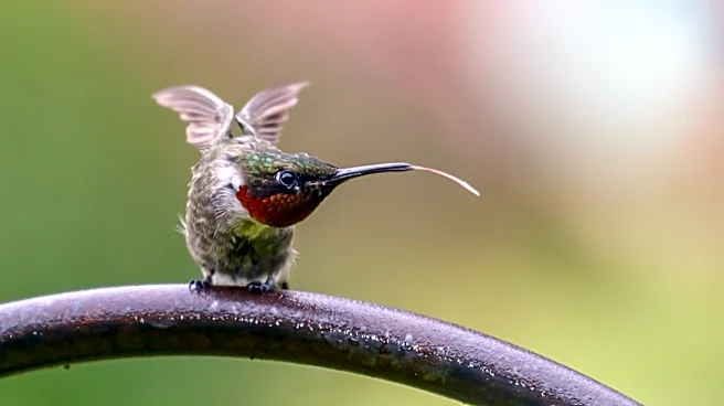 This Easy-To-Grow Vine With Stunning Yellow Flowers That Hummingbirds Can't Resist