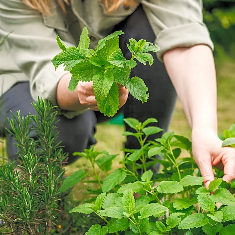 The Citrusy Herb You Should Grow If You Like Lemon Balm