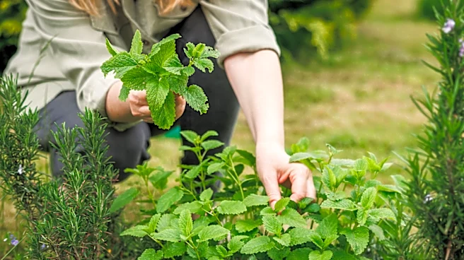 The Citrusy Herb You Should Grow If You Like Lemon Balm
