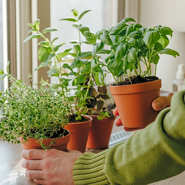 Grow Your Herb Garden Anywhere With An Easy Solution From Amazon