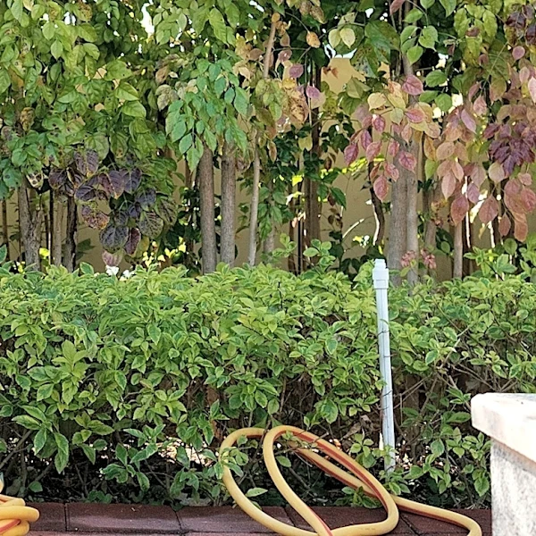 Use Old Fence Slats To Keep Garden Hoses Neat & Organized