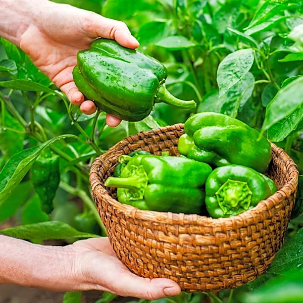 Not Basil: The Summer-Blooming Herb That Pollinators Love & Gives You Thriving Pepper Plants