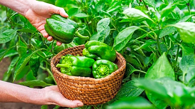 Not Basil: The Summer-Blooming Herb That Pollinators Love & Gives You Thriving Pepper Plants