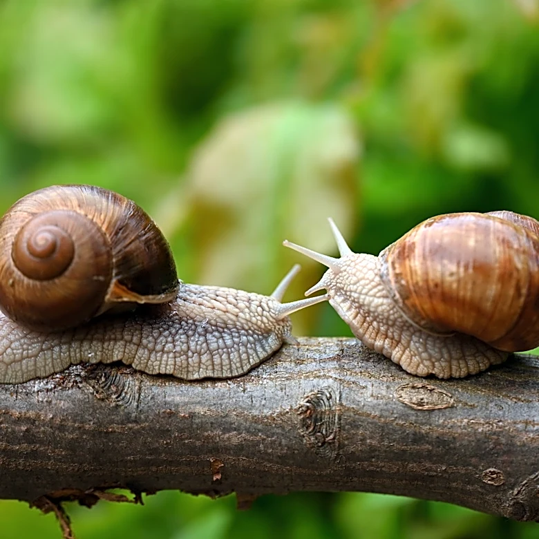 This Exotic Plant May Be Luring Slugs & Snails To Your Garden