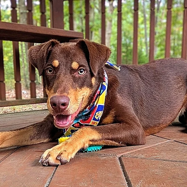 Keep Dogs From Scratching Up Your Deck With An Easy Solution