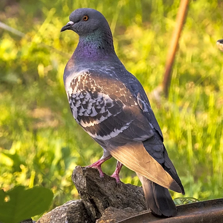 Naturally Deter Pigeons With Flowers That You Love And They Hate