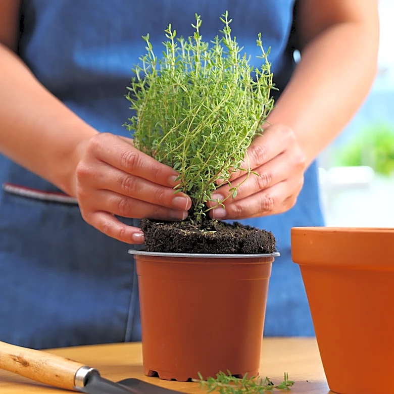 Add One Simple Ingredient To Your Soil For Thriving Thyme
