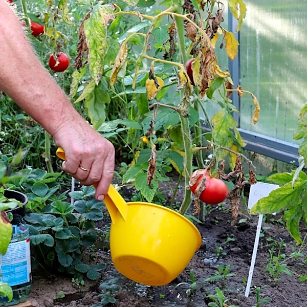 The Clever Watering Method That'll Help Tomatoes Ripen Faster