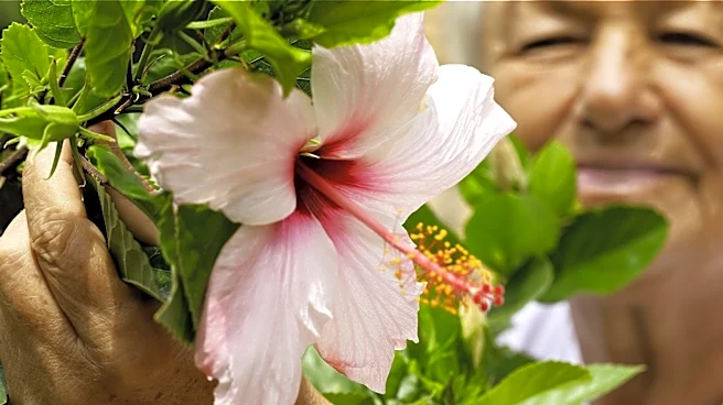 Why Do Some Flowers Close At Night?