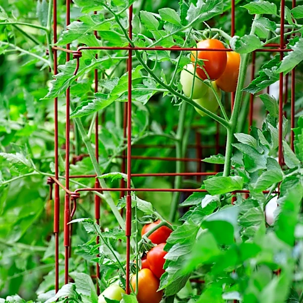 Why There's Simply No Need For Tomato Cages Anymore