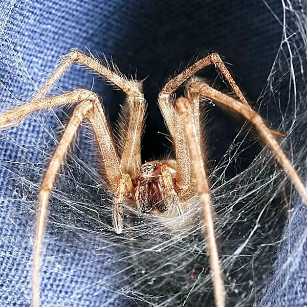 What To Do If You Spot Brown Recluse Spider Webs In Your Yard And Home