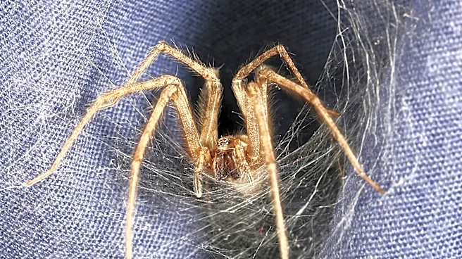 What To Do If You Spot Brown Recluse Spider Webs In Your Yard And Home