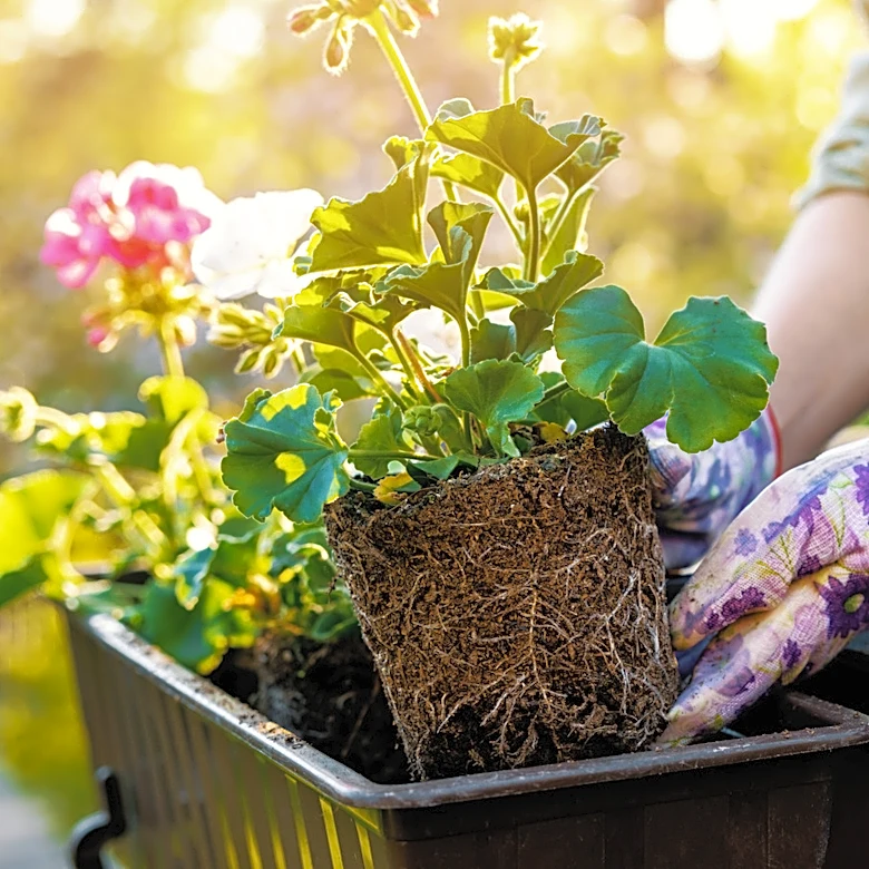 Not Petunias Or Marigolds: The Bright Sunny Annual Flower For Your Container Garden