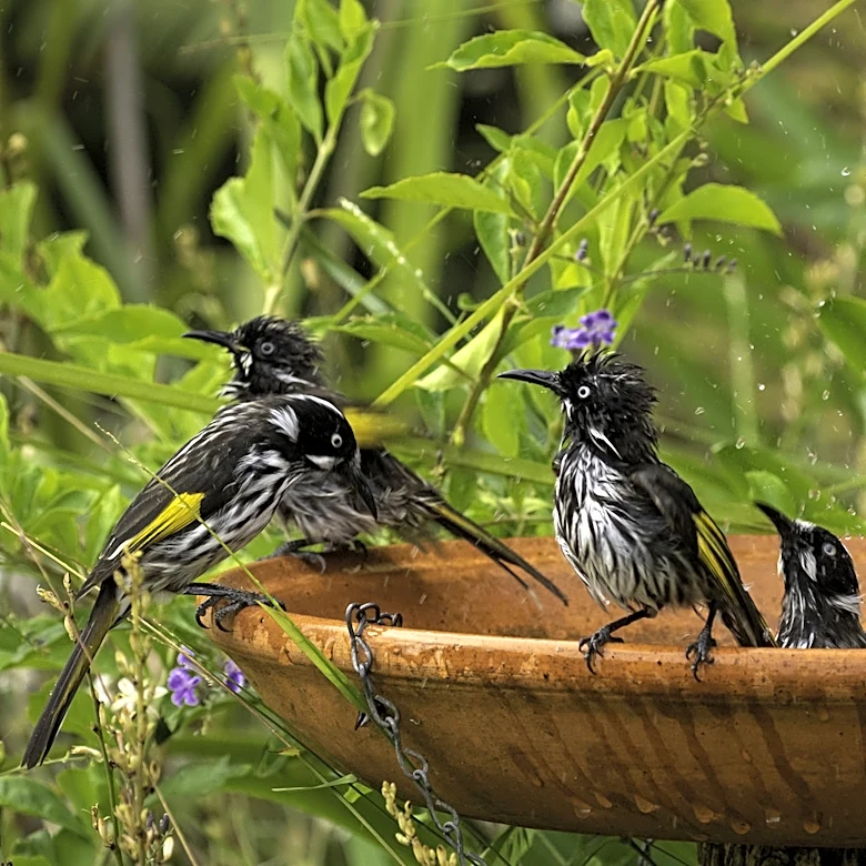 Goodbye Traditional Bird Baths: There's A Cheaper DIY Option In Your Kitchen