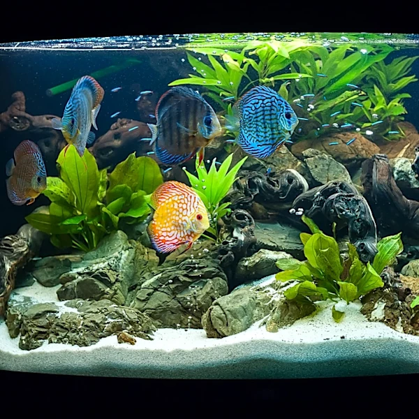 Not Egg Shells: The Overlooked Scrap From Your Fish Tank You Can Compost