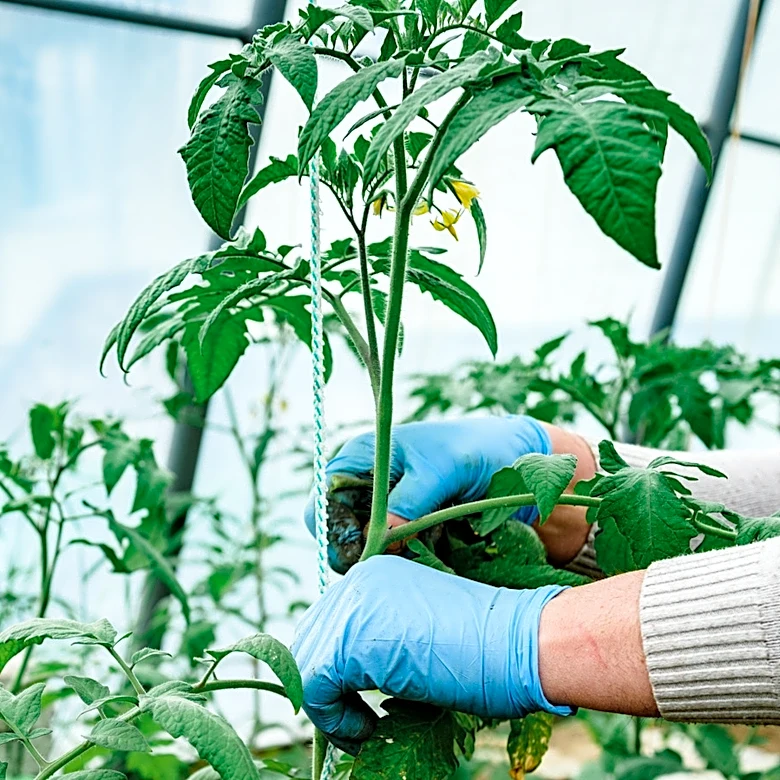 The Real Reason Your Tomato Plant Is Growing But Not Producing Fruit