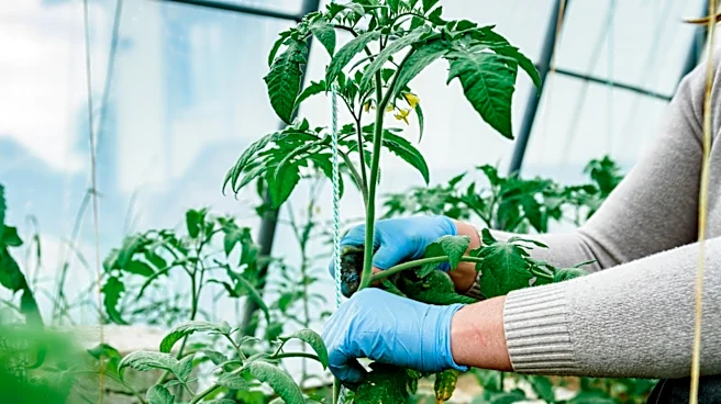The Real Reason Your Tomato Plant Is Growing But Not Producing Fruit