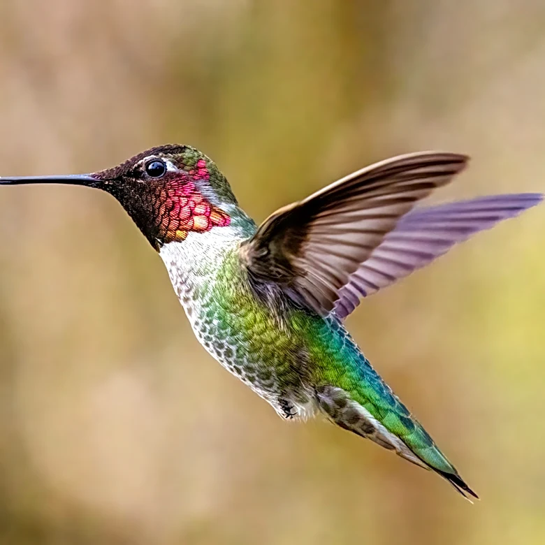 This Strange Flower That Hummingbirds Can't Resist Never Truly Opens