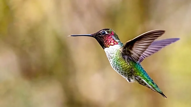 This Strange Flower That Hummingbirds Can't Resist Never Truly Opens