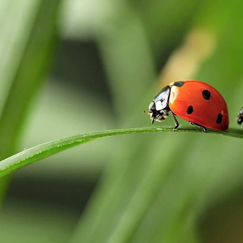 Make The Cutest Ladybug Decor Using A Kitchen Staple You Probably Have Already