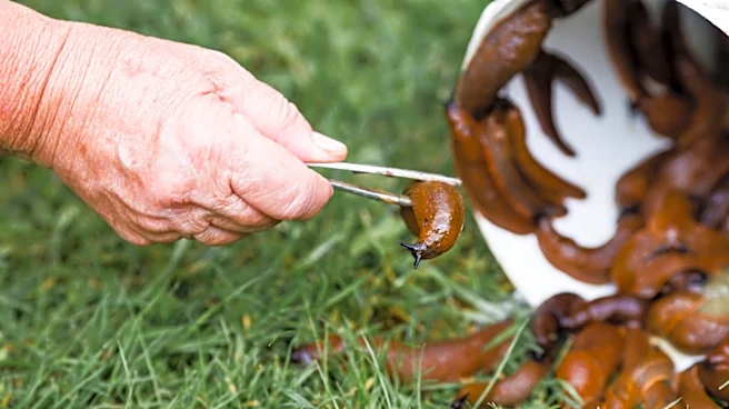Don't Kill The Slugs You Trap — There's A Way To Use Them In The Garden