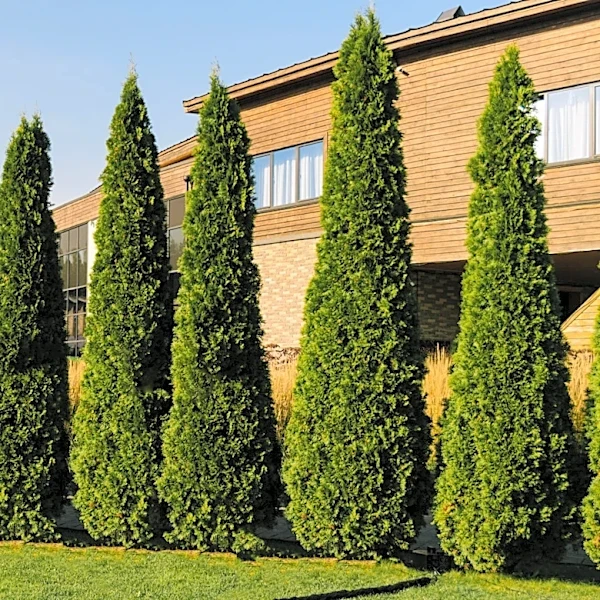 Swap High-Maintenance Privacy Plants With A Self-Seeding Flower