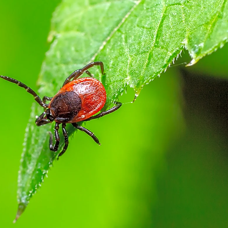 What Is The Worst Time Of Day For Ticks?