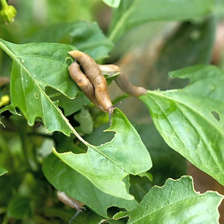 What Eats Slugs? Wildlife To Attract To Tackle The Pests Naturally
