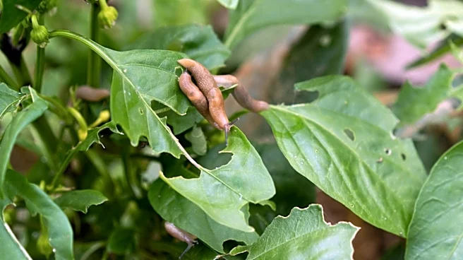 What Eats Slugs? Wildlife To Attract To Tackle The Pests Naturally