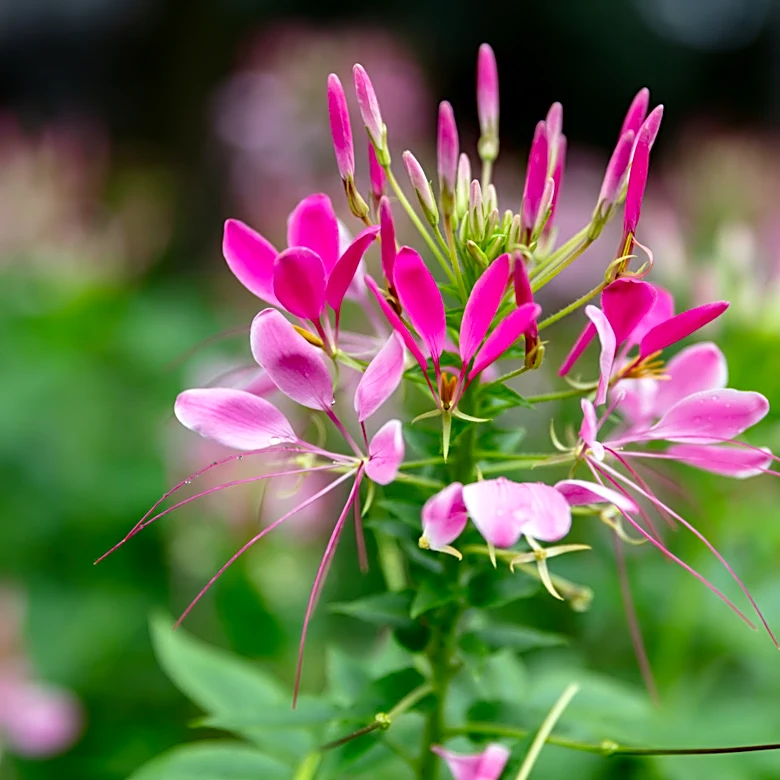 How To Repel Ticks With A Pink Sunny Annual Flower