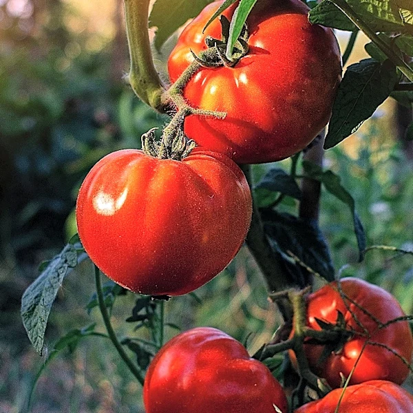 Not Coffee Grounds: The Overlooked Scrap That Makes A Fantastic Tomato Fertilizer