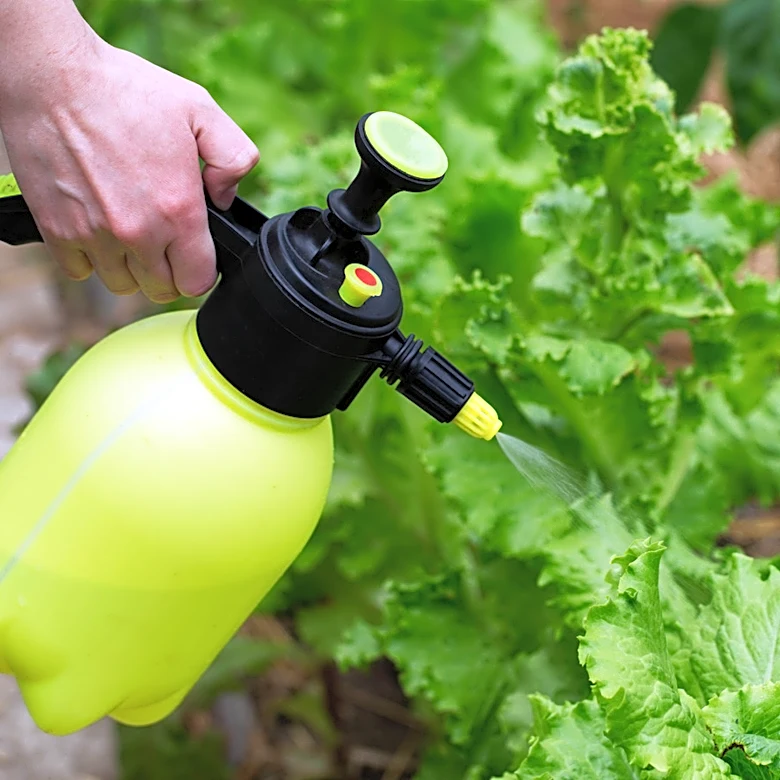 The Common Mistake To Avoid When Using Liquid Fertilizer On Your Leafy Greens