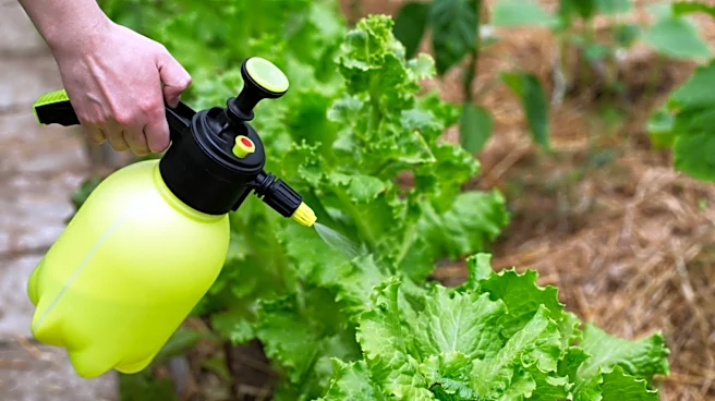 The Common Mistake To Avoid When Using Liquid Fertilizer On Your Leafy Greens