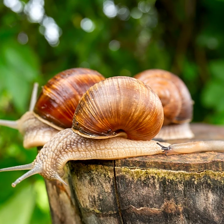 Deter Snails Without Coffee Grounds Using This Common Essential Oil
